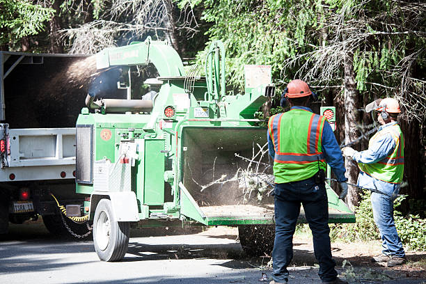 Tree and Shrub Care in Sells, AZ