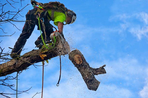 Best Utility Line Clearance  in Sells, AZ